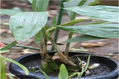 Acanthephippium bicolor